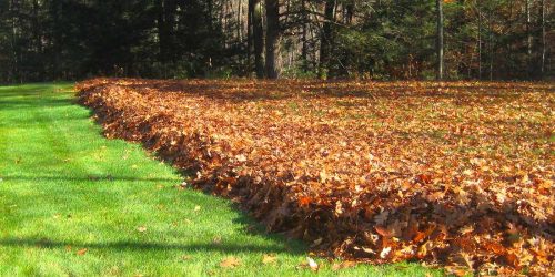 Leaf Removal, Leaf Removal service, Fall Clean Up, Spring Clean Up,